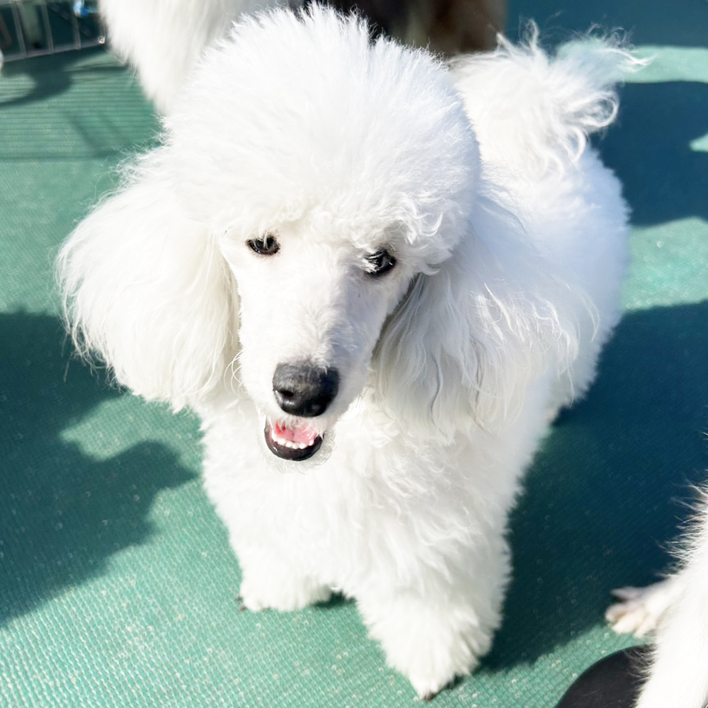 生徒が撮影したモデル犬写真①